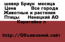 шевер Браун 2месяца › Цена ­ 200 - Все города Животные и растения » Птицы   . Ненецкий АО,Каратайка п.